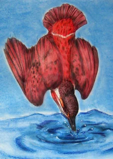 illustratie van een duikend vogel
